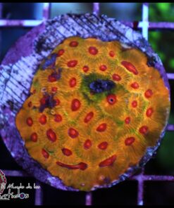Gold rush favia