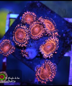 Red nebula