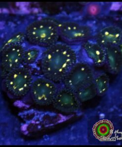 Neon hallo zoas