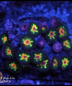Little star zoas