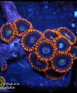 Hollogram zoas