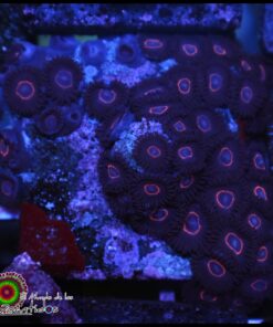 Red ring zoas