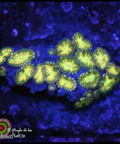 Micro zoanthid