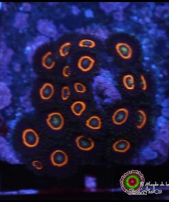 Jetpack zoas