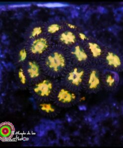 Yellow star