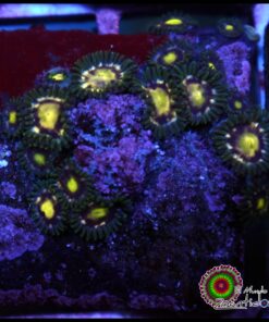 Pinwheels zoas