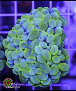 Coral burbuja marbled