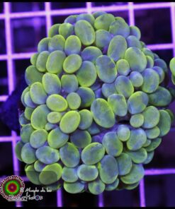 Coral burbuja marbled