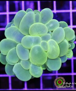Coral burbuja green