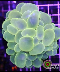Coral  burbuja green
