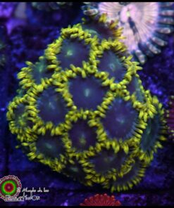 Gauntlet zoas