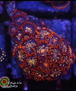 Dragon´s breath zoas