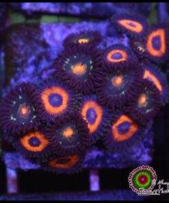 Combo zoas