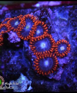 Fire and ice zoas