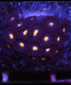 Pacman zoas