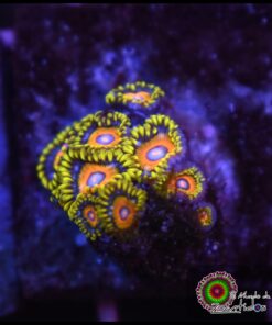Saiyan zoas