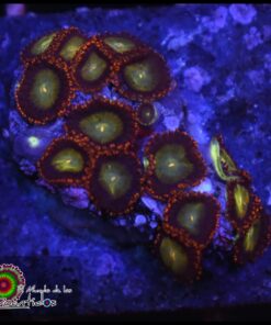 Zoas