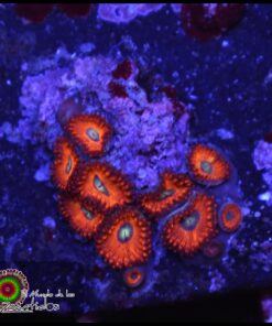 Charmander zoas