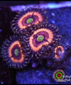 Pink vampire