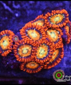 Ultra speckled fire and ice