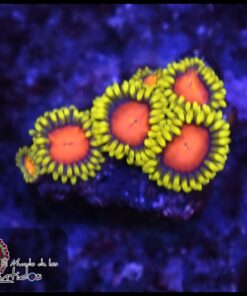 Bob esponja zoas