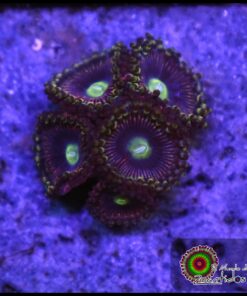 Berry swirl zoas