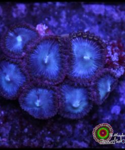 Blue berry
