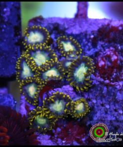 Mint zoas