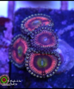 Killer pink palys