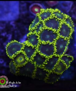 Gauntlet zoas