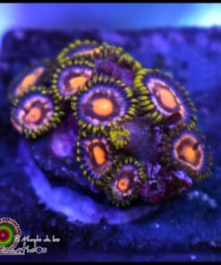 Anaconda zoanthid