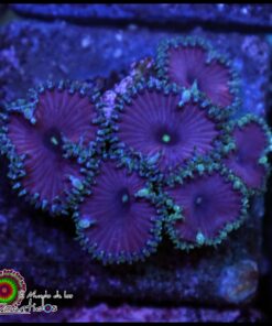 Purple death