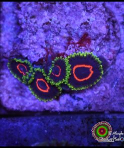 PHE Red ring zoa