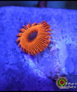 Cinder zoanthid