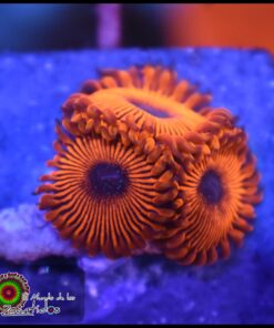 Cinder zoanthid