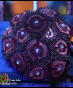 Violet palys