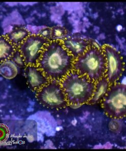 Mint zoas