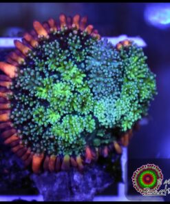 Frankenstein mushroom