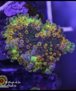 Ricordea rainbow