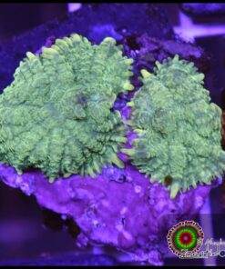 Green mushroom
