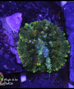Carpet green mushroom