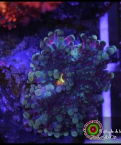 Purple ricordea