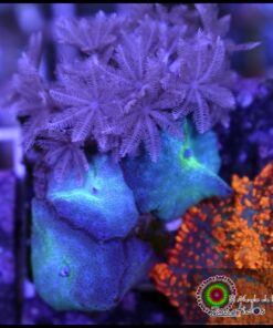 Blue mushroom combo