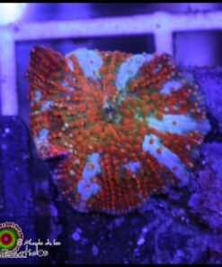 Orange spotted mushroom