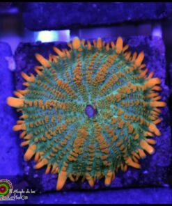 Green rhodactis