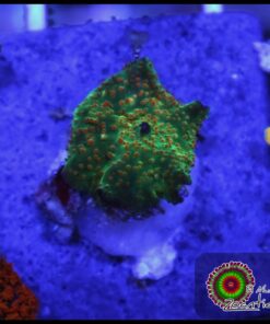Orange spotted mushroom