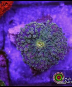 Purple ricordea