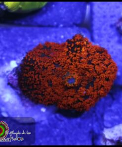 Orange carpet