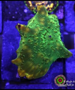 Gold jade mushroom