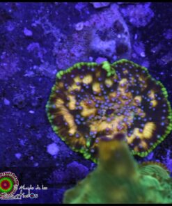 Blue spotted gold nebula mushroom